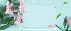 百合花的花语 百合花的花语是什么