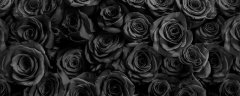 黑玫瑰花语 黑玫瑰的花语