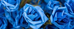 蓝色妖姬的花语是什么 蓝色妖姬的花语什么意思