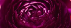 紫玫瑰的花语 紫玫瑰的花语是什么