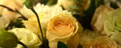 黄玫瑰花语是什么意思 黄玫瑰花语是什么意思呢
