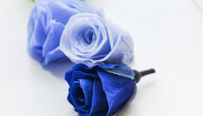 蓝玫瑰4.jpg