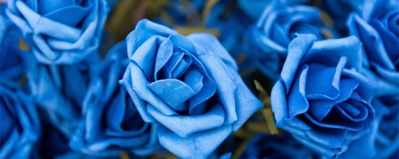蓝玫瑰1.jpg