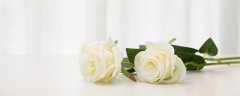 21朵白玫瑰的花语 白玫瑰代表什么