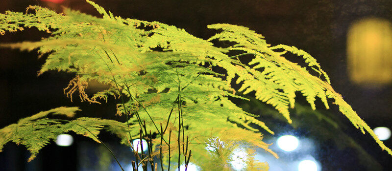 摄图网_500581867_banner_文竹（企业商用）_2.jpg
