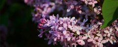 紫丁香的花语 紫丁香常种植于哪里