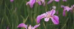 鸢尾花的花语和象征意义 鸢尾花是哪里的国花