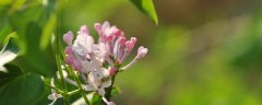 丁香花的花语是什么 丁香花有什么象征意义