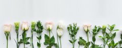 康乃馨花语是什么 康乃馨的花语是什么