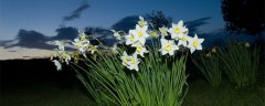 水仙花花语是什么 水仙花花语是什么意思