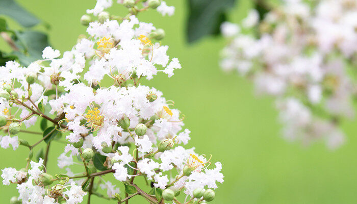 摄图网_500716815_banner_紫薇花开（企业商用）_副本.jpg