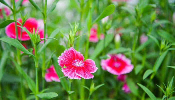 石竹花的花语 石竹花的花语是什么