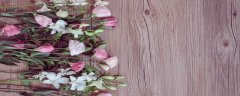 桔梗花的花语是什么