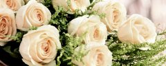 白玫瑰真正的花语