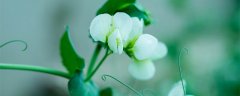 豌豆花的花语是什么