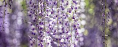 紫藤的花语和寓意