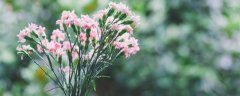 康乃馨的花语是什么？