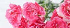 康乃馨的花语是什么,象征了什么？