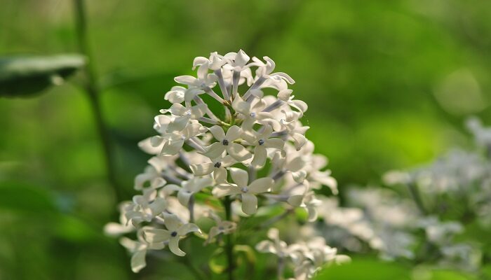 红丁香花语 红丁香花语是什么