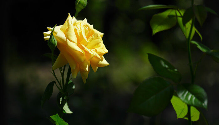 黄玫瑰4.jpg