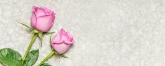 淡紫色玫瑰花语是什么
