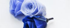 蓝色玫瑰花的花语