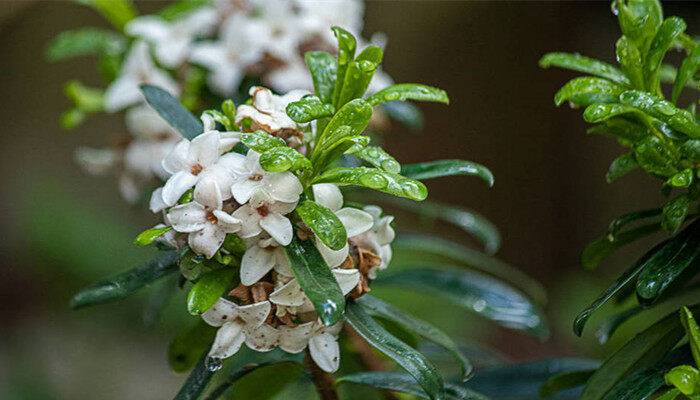 瑞香花的花语和象征 瑞香花的花语和寓意