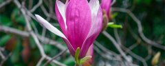 紫玉兰花语和寓意