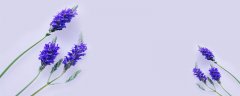 紫色薰衣草的真正花语