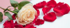 19朵玫瑰花的花语是什么