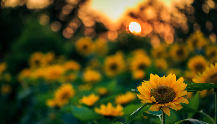 15朵向日葵的花语 15朵向日葵的花语是什么