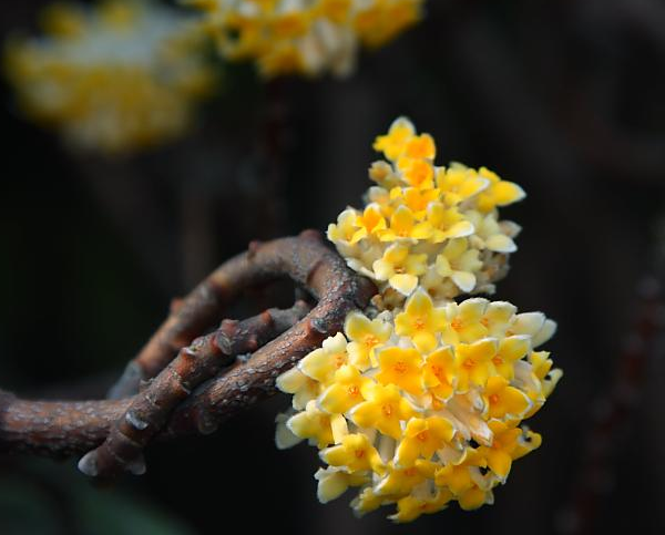 结香花的花语是什么，喜结连枝(中国的爱情树)_花语大全