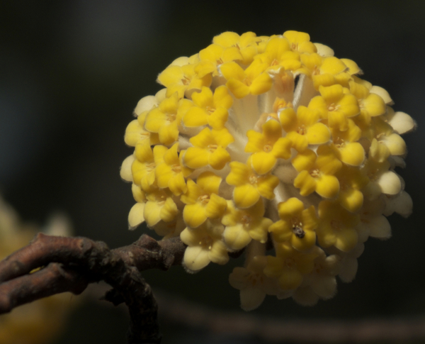 结香花的花语是什么，喜结连枝(中国的爱情树)_花语大全