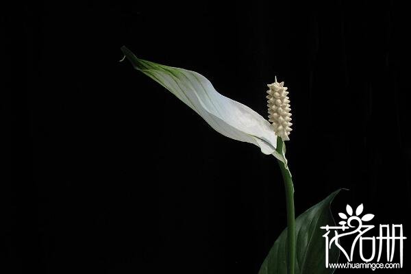 白掌(一帆风顺)的花语是什么 一切顺利_花语大全