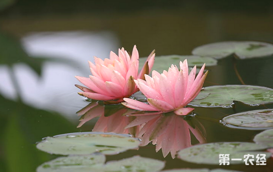 睡莲花语是什么？