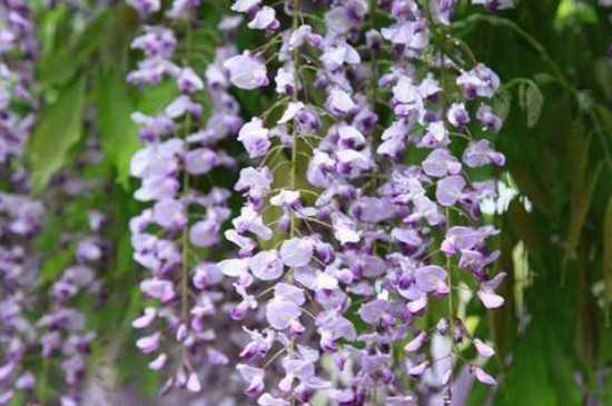 多花紫藤的花语：多花紫藤的花语 多花紫藤的形态