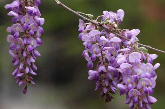 多花紫藤的花语：多花紫藤的花语 多花紫藤的形态