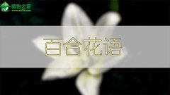 百合花语：美好祝福 百年好合