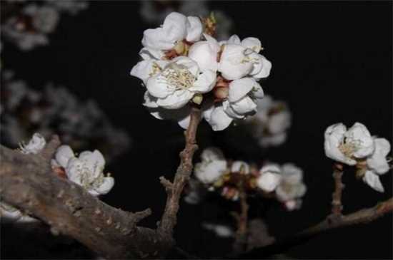 杏花的花语