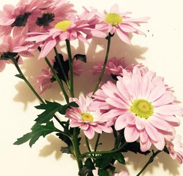 粉色雏菊的花语是什么，天真而纯洁的美_花语大全