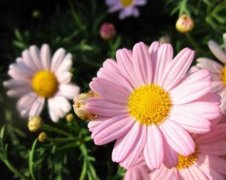 粉色雏菊的花语是什么，天真而纯洁的美_花语大全