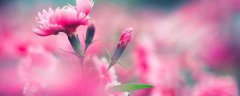 13朵康乃馨的花语为暗恋