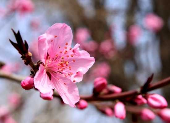 常见花卉及花语