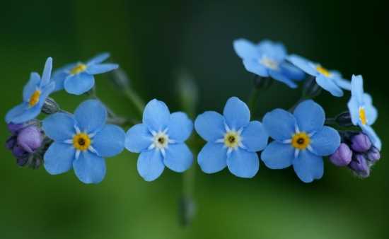 常见花卉及花语