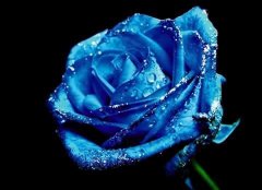 蓝玫瑰花语是什么？