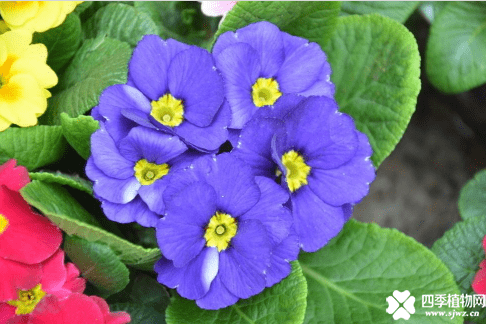 报春花有什么花语