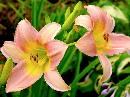 送百合花代表什么？百合花花语大了解！