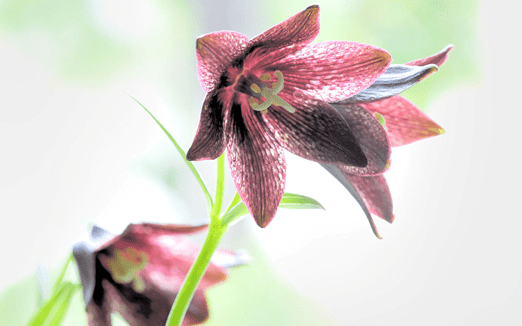 送百合花代表什么？百合花花语大了解！