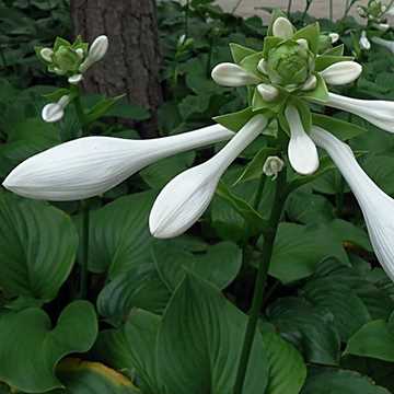 玉簪花的传说和花语是什么呢？