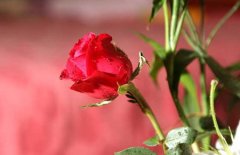 红玫瑰的花语和不同朵数代表的意思